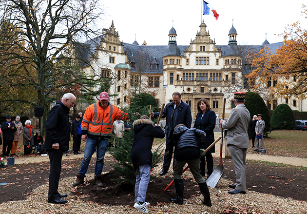 Plantation d’un cèdre  de la paix square Giraud à Metz, novembre 2018.