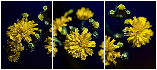 © Sophie Zenon