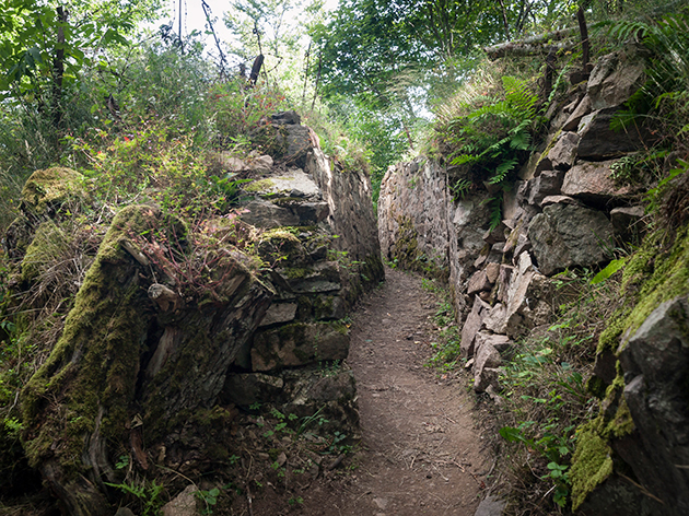 Tranchée de la Première Guerre mondiale dans la forêt des Vosges. © M. Martinez Mateo