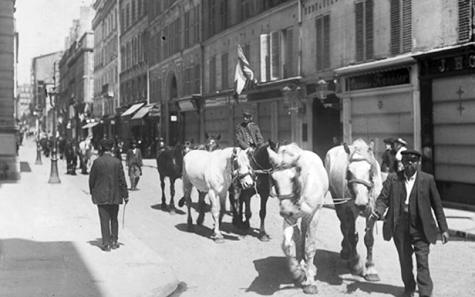 Les animaux dans la guerre